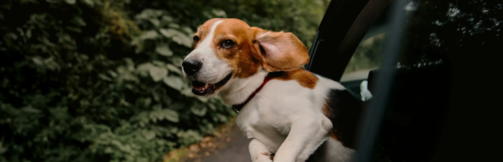 PetCare do Riviera Park Hotel: Espaço para Pets em Caldas Novas